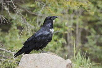 Raven (Corvus corax) sitting on a rock, Banff National Park, Alberta, Canada