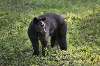 American Black Bear (Ursus americanus), Banff National Park, Alberta, Canada