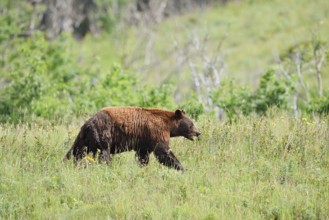 American Black Bear (Ursus americanus), cinnamon-coloured morph, Waterton Lakes National Park,