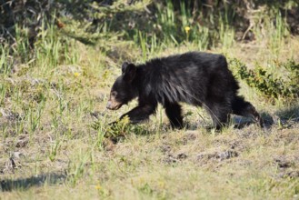 American Black Bear (Ursus americanus), young, Jasper National Park, Alberta, Canada