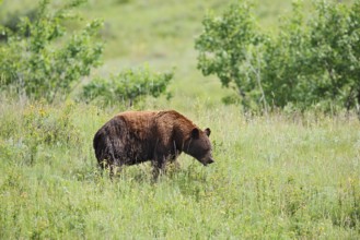 American Black Bear (Ursus americanus), cinnamon-coloured morph, Waterton Lakes National Park,