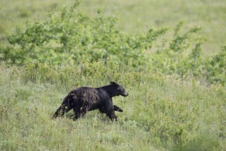 American Black Bear (Ursus americanus) running across a meadow, Waterton Lakes National Park,