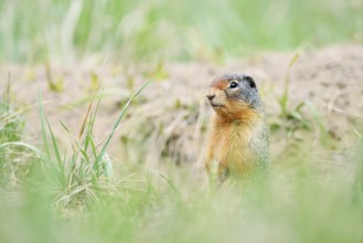 Columbia ground squirrel (Urocitellus columbianus, Spermophilus columbianus) at the burrow, Jasper