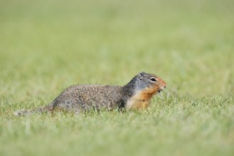 Columbia ground squirrel (Urocitellus columbianus, Spermophilus columbianus), Jasper National Park,