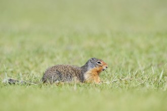 Columbia ground squirrel (Urocitellus columbianus, Spermophilus columbianus), Jasper National Park,