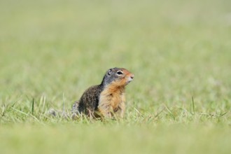Columbia ground squirrel (Urocitellus columbianus, Spermophilus columbianus), Jasper National Park,