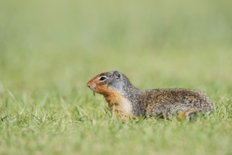 Columbia ground squirrel (Urocitellus columbianus, Spermophilus columbianus), Jasper National Park,