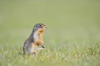 Columbia ground squirrel (Urocitellus columbianus, Spermophilus columbianus), Jasper National Park,