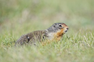 Columbia ground squirrel (Urocitellus columbianus, Spermophilus columbianus), Jasper National Park,
