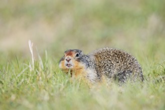 Columbia ground squirrel (Urocitellus columbianus, Spermophilus columbianus), Jasper National Park,