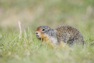 Columbia ground squirrel (Urocitellus columbianus, Spermophilus columbianus), Jasper National Park,