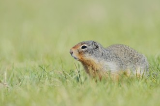 Columbia ground squirrel (Urocitellus columbianus, Spermophilus columbianus), Jasper National Park,