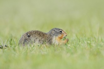 Columbia ground squirrel (Urocitellus columbianus, Spermophilus columbianus) feeding in a meadow,