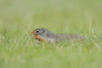 Columbia ground squirrel (Urocitellus columbianus, Spermophilus columbianus), Jasper National Park,