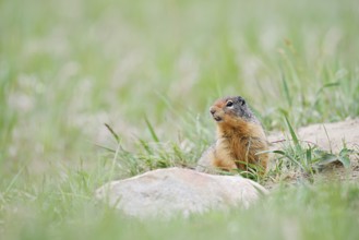 Columbia ground squirrel (Urocitellus columbianus, Spermophilus columbianus), Jasper National Park,