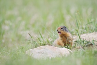 Columbia ground squirrel (Urocitellus columbianus, Spermophilus columbianus) calling, Jasper