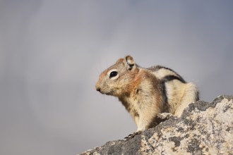 Golden mantle gopher (Callospermophilus lateralis, Spermophilus lateralis) sitting on a rock,