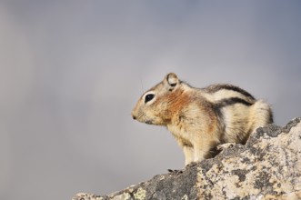 Golden mantle gopher (Callospermophilus lateralis, Spermophilus lateralis) sitting on a rock,