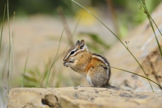 Least chipmunk (Tamias minimus) sitting on a rock and eating, Waterton Lakes National Park,