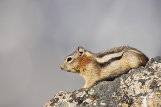 Golden mantle gopher (Callospermophilus lateralis, Spermophilus lateralis) sitting on a rock,