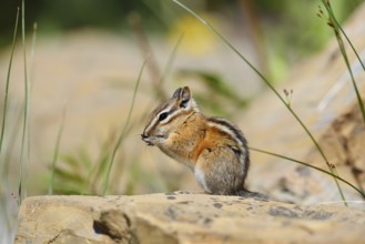 Least chipmunk (Tamias minimus) sitting on a rock and eating, Waterton Lakes National Park,