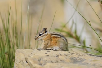 Least chipmunk (Tamias minimus) sitting on a rock, Waterton Lakes National Park, Alberta, Canada