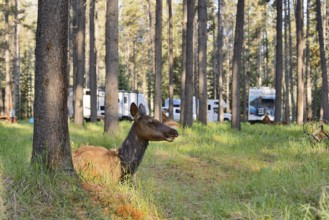 Wapiti (Cervus canadensis), female lying in the forest on a campsite, Jasper National Park,
