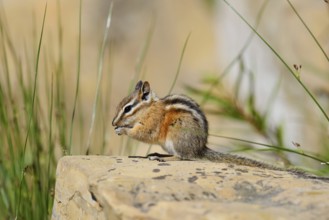 Least chipmunk (Tamias minimus) sitting on a rock and eating, Waterton Lakes National Park,