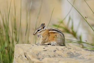 Least chipmunk (Tamias minimus) sitting on a rock, Waterton Lakes National Park, Alberta, Canada