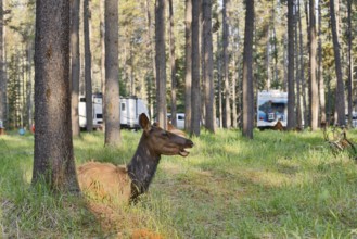 Wapiti (Cervus canadensis), female lying in the forest on a campsite, Jasper National Park,