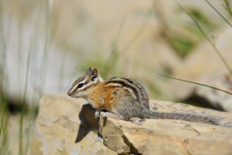 Least chipmunk (Tamias minimus) sitting on a rock, Waterton Lakes National Park, Alberta, Canada