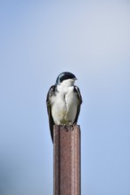 Swamp Swallow (Tachycineta bicolor), Waterton Lakes National Park, Alberta, Canada
