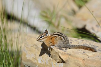 Least chipmunk (Tamias minimus) sitting on a rock, Waterton Lakes National Park, Alberta, Canada