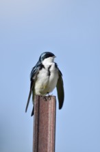 Swamp Swallow (Tachycineta bicolor), Waterton Lakes National Park, Alberta, Canada