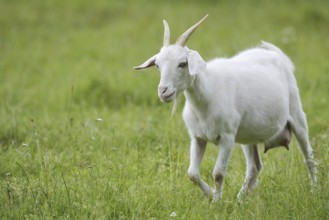 Cashmere goat (Capra aegagrus f. hircus), female, North Rhine-Westphalia, Germany