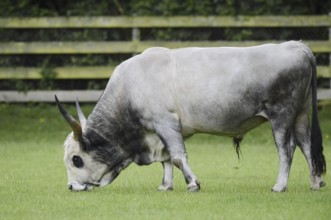 Hungarian Grey Cattle or Hungarian grey cattle (Bos primigenius f. taurus), bull in a meadow,