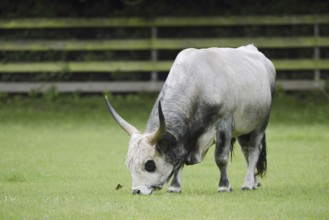 Hungarian Grey Cattle or Hungarian grey cattle (Bos primigenius f. taurus), bull in a meadow,