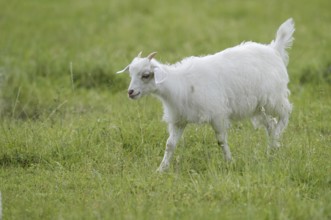 Cashmere goat (Capra aegagrus f. hircus), young animal, North Rhine-Westphalia, Germany