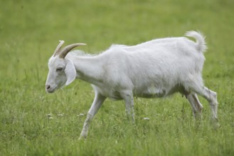 Cashmere goat (Capra aegagrus f. hircus), female, North Rhine-Westphalia, Germany