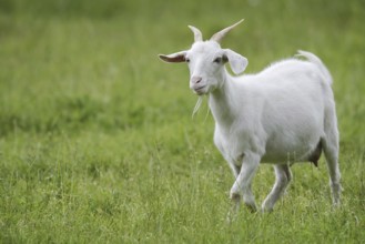 Cashmere goat (Capra aegagrus f. hircus), female, North Rhine-Westphalia, Germany