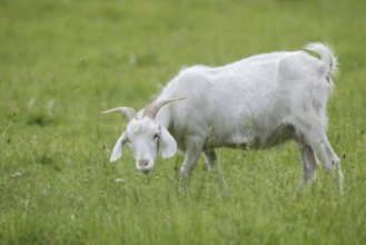 Cashmere goat (Capra aegagrus f. hircus), female stands feeding in a meadow, North