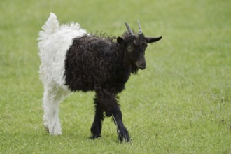 Valais black-necked goat or Vallesana goat (Capra aegagrus f. hircus), young animal, North