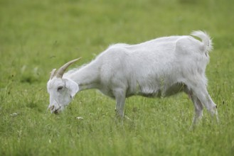 Cashmere goat (Capra aegagrus f. hircus), female stands feeding in a meadow, North