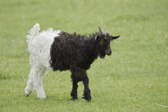 Valais black-necked goat or Vallesana goat (Capra aegagrus f. hircus), young animal, North