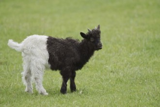 Valais black-necked goat or Vallesana goat (Capra aegagrus f. hircus), young animal, North