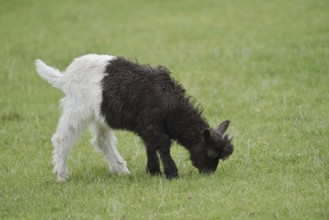 Valais black-necked goat or Vallesana goat (Capra aegagrus f. hircus), young animal, North