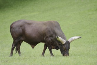 Watussi cattle or Ankole cattle (Bos primigenius f. taurus, Bos primigenius hahni), bull in a