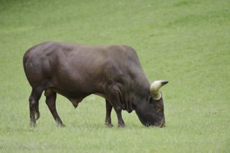 Watussi cattle or Ankole cattle (Bos primigenius f. taurus, Bos primigenius hahni), bull in a