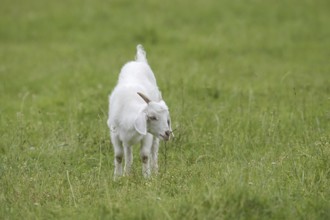 Cashmere goat (Capra aegagrus f. hircus), young animal, North Rhine-Westphalia, Germany