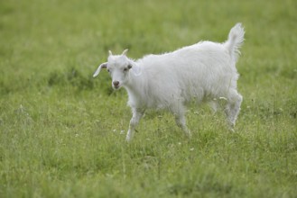 Cashmere goat (Capra aegagrus f. hircus), young animal, North Rhine-Westphalia, Germany